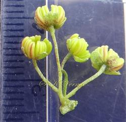  Male Flowers 